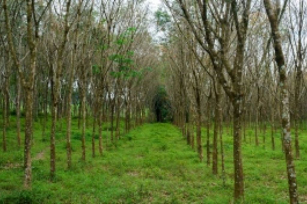 De Marzo Plantar N Mil Rboles De Especies Nativas En Reas