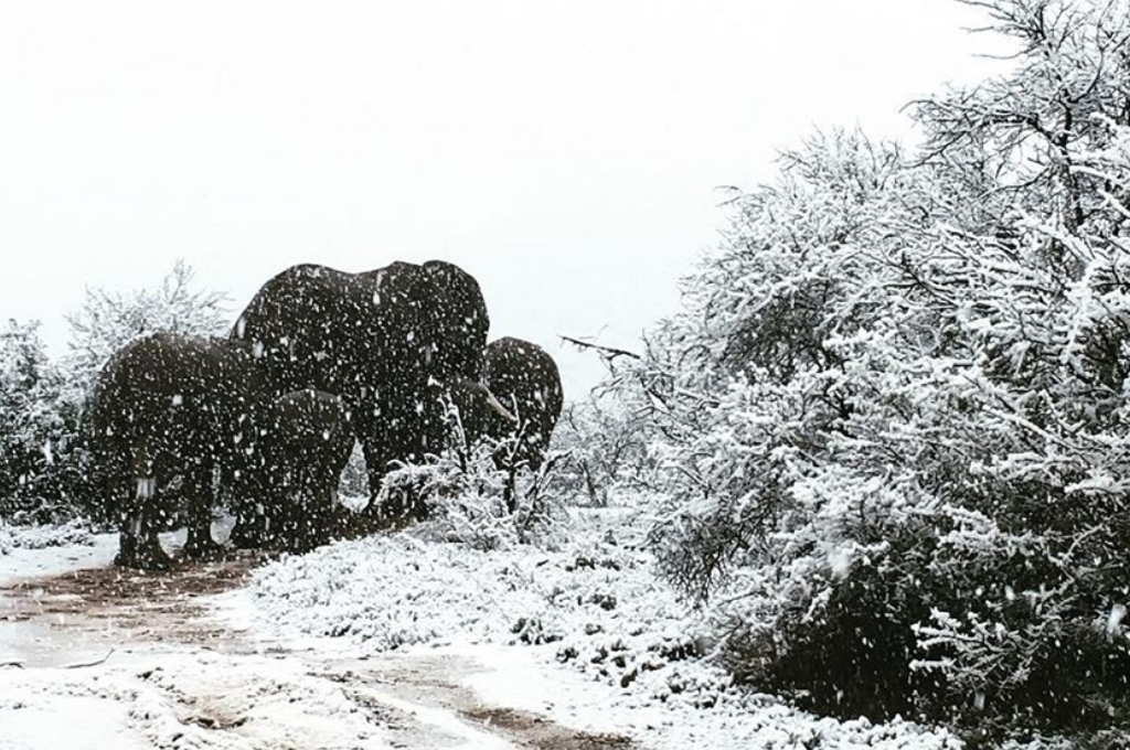 Insólito nevó en Sudáfrica durante una ola de calor Notife