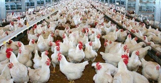 Los criaderos de pollos podrían generar resistencia a los antibióticos