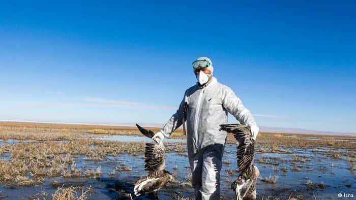 OMS: alerta máxima ante rápida propagación de la gripe aviar