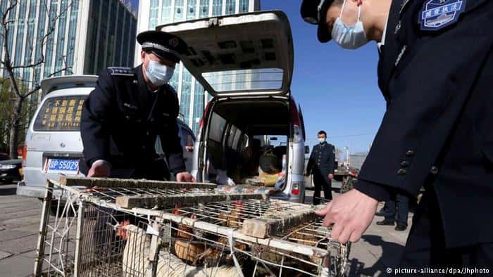 Brote de gripe aviar en China