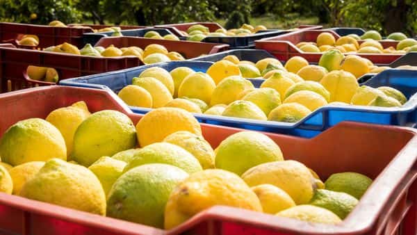 Trump suspendió por 60 días la importación de limones de Argentina
