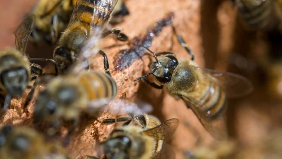 Varias personas picadas y dos internados por una invasión de abejas en Corrientes