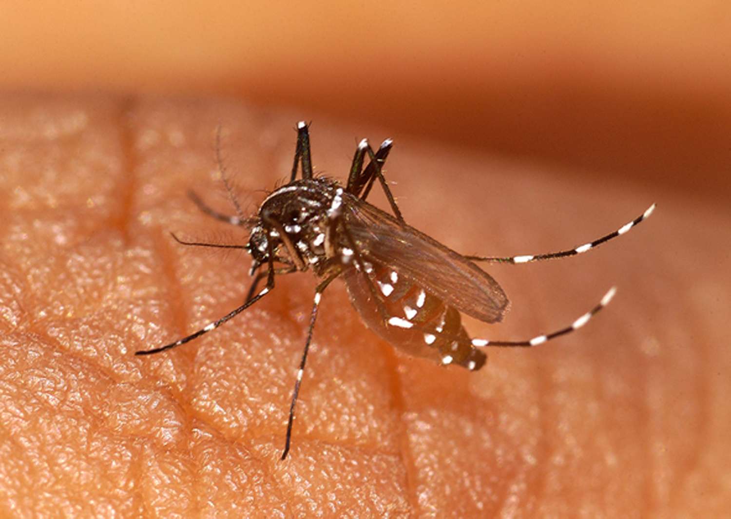 El serotipo 1 del dengue es el más prevalente en Brasil