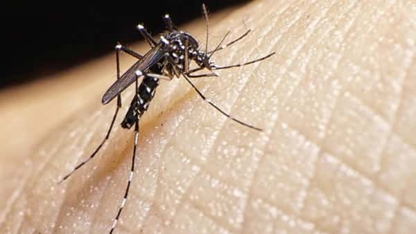 Corrientes en alerta por un nuevo brote de dengue