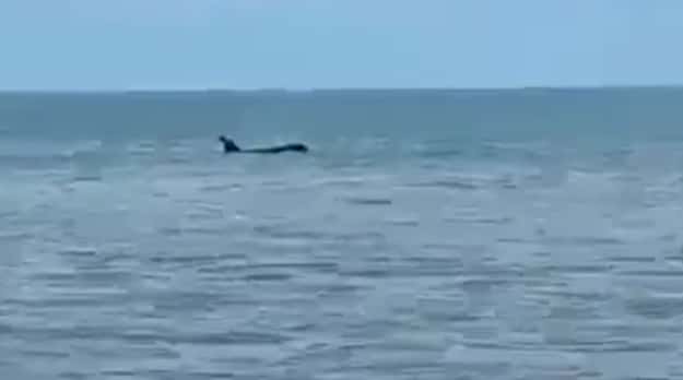Monte Hermoso: apareció una orca a pocos metros de la playa