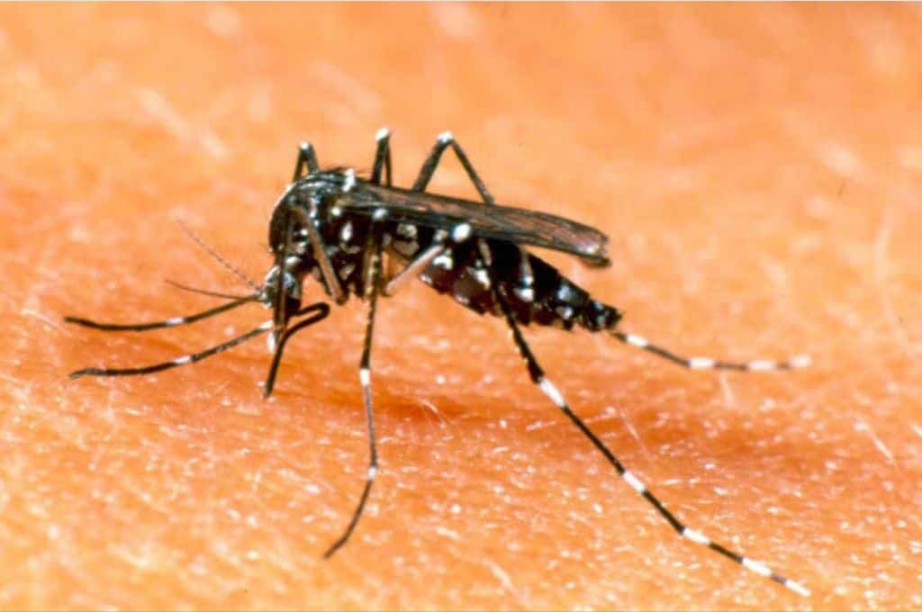 Alerta epidemiológica en Bangladés: se registraron más de 1.000 muertos por dengue