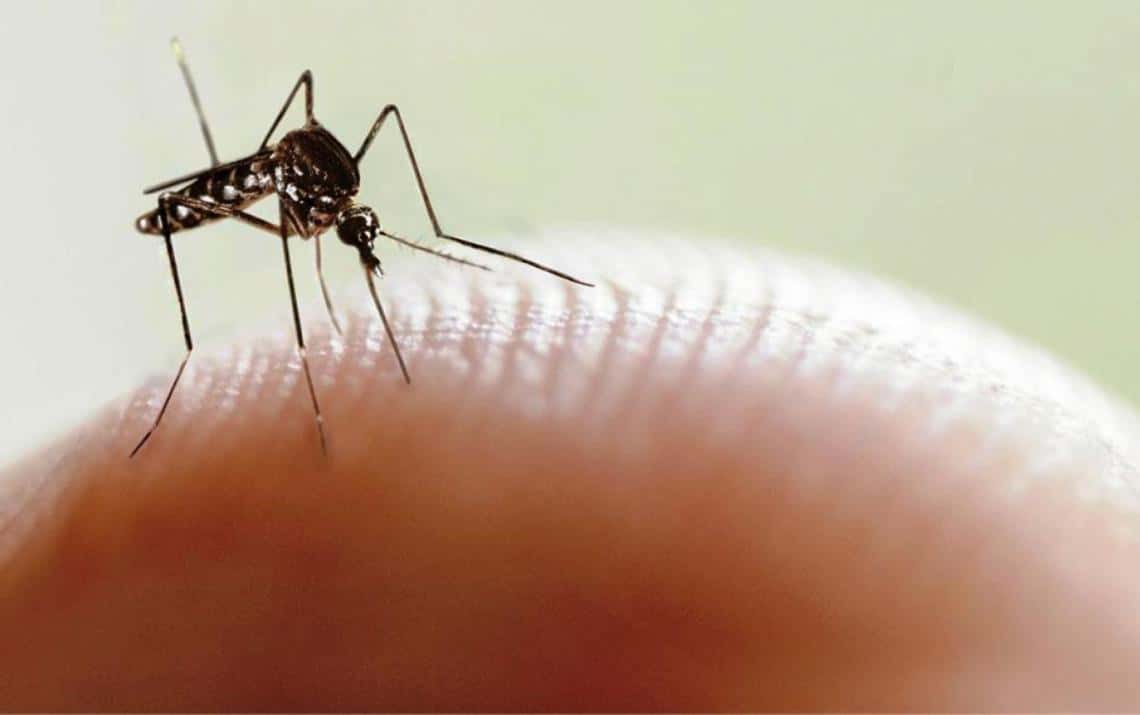Misiones: murió una mujer por dengue y ascienden a cinco las víctimas en la provincia