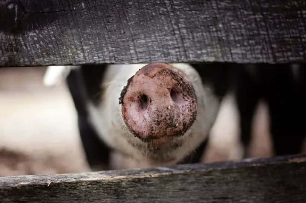Desarrollaron cerdos con órganos aptos para trasplante humano