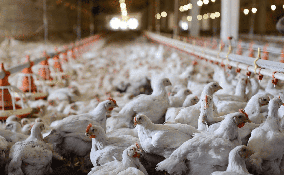Confirmaron un caso de gripe aviar en la provincia de Santa Fe