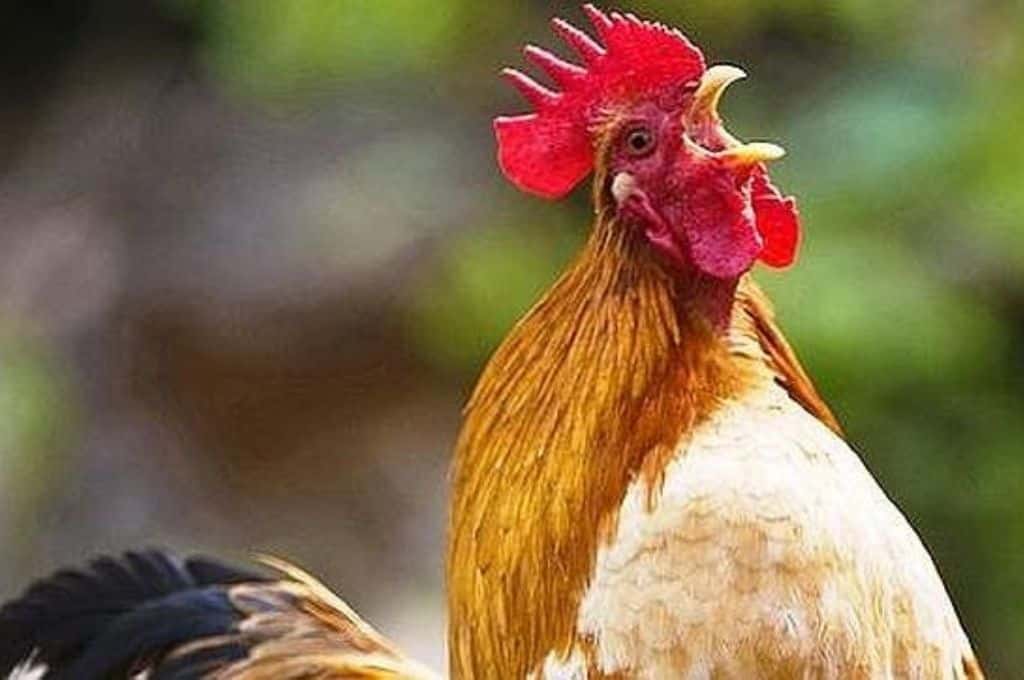 Multaron a vecino de Coronel Pringles por los “ruidos” que hace su gallo