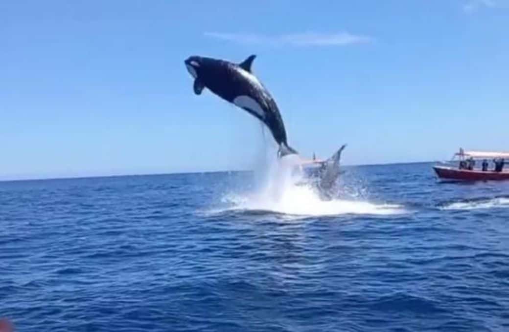 Video: el espectacular salto de una orca