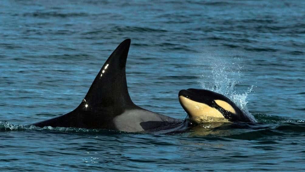 Río Negro: avistan por primera vez una cría de orcas