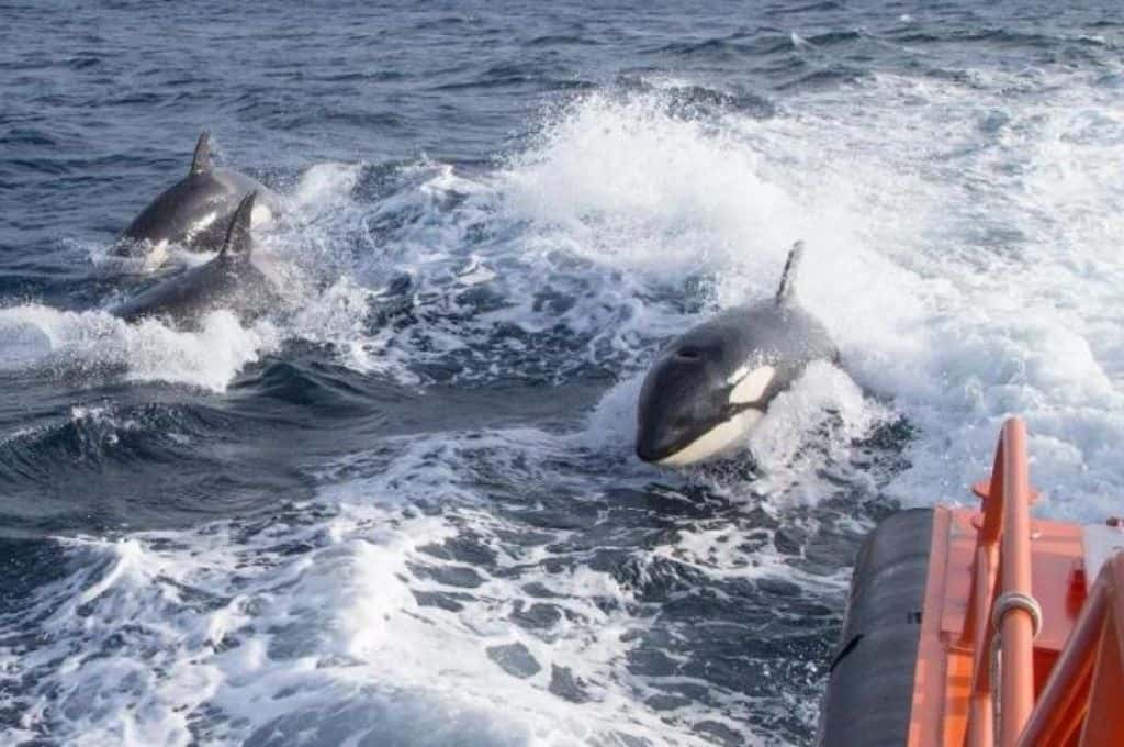 Jamás visto: orcas atacan veleros sin razón aparente