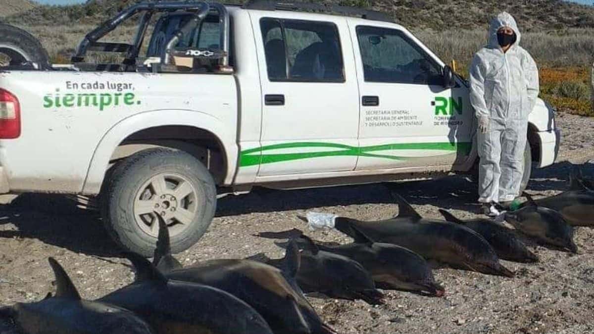 Conmoción en Río Negro: aparecieron 15 delfines muertos