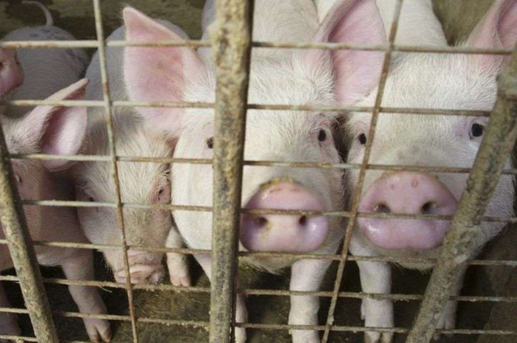 Detectaron un caso de "nueva" gripe porcina en humanos en Reino Unido