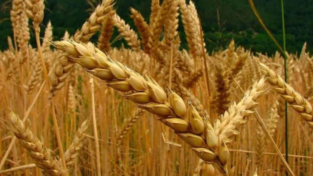 Brasil aprobó el trigo transgénico desarrollado por santafesinos