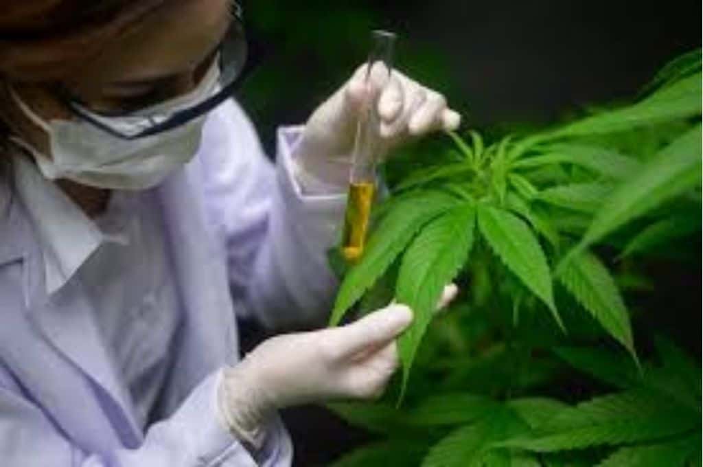 La Universidad Nacional de San Luis tendrá una diplomatura sobre cannabis