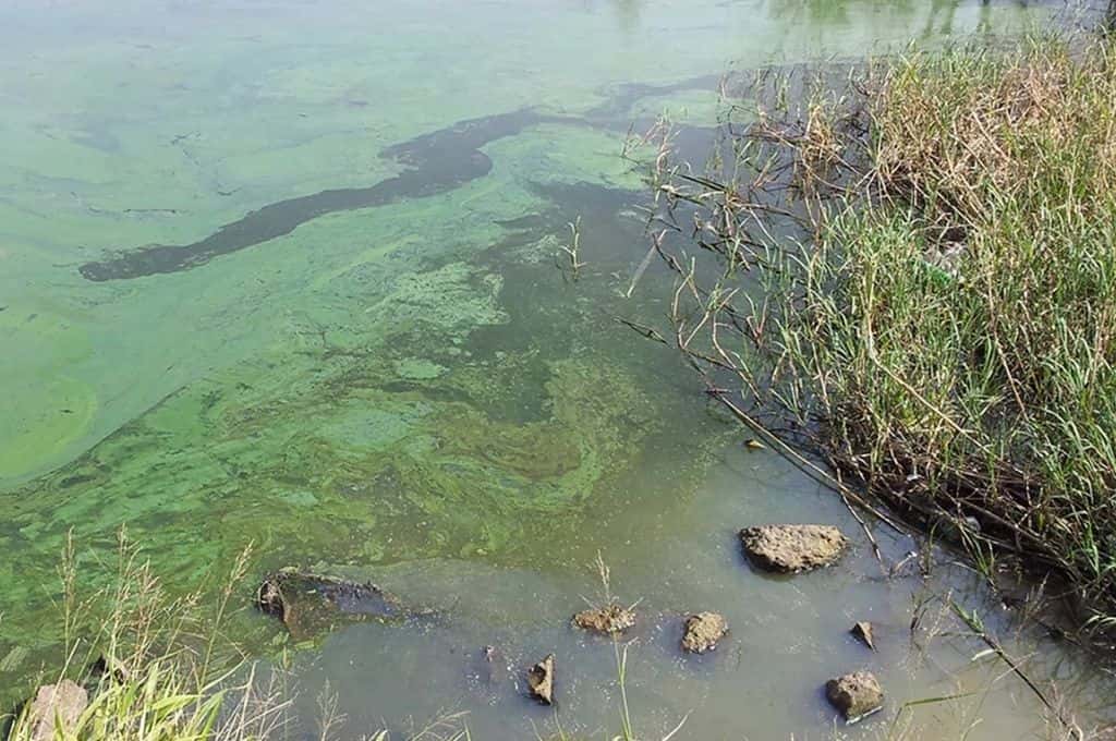 Advierten por presencia de cianobacterias en aguas recreativas de Santa Fe y otras provincias
