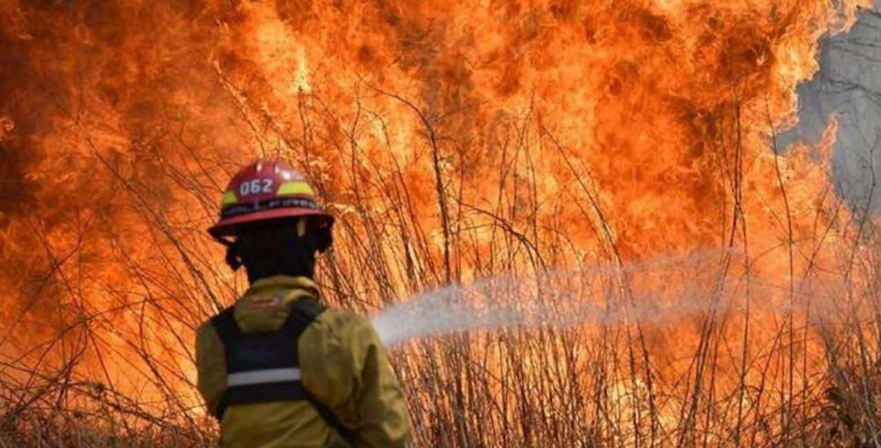 Corrientes: niegan que la producción forestal sea responsable de los incendios
