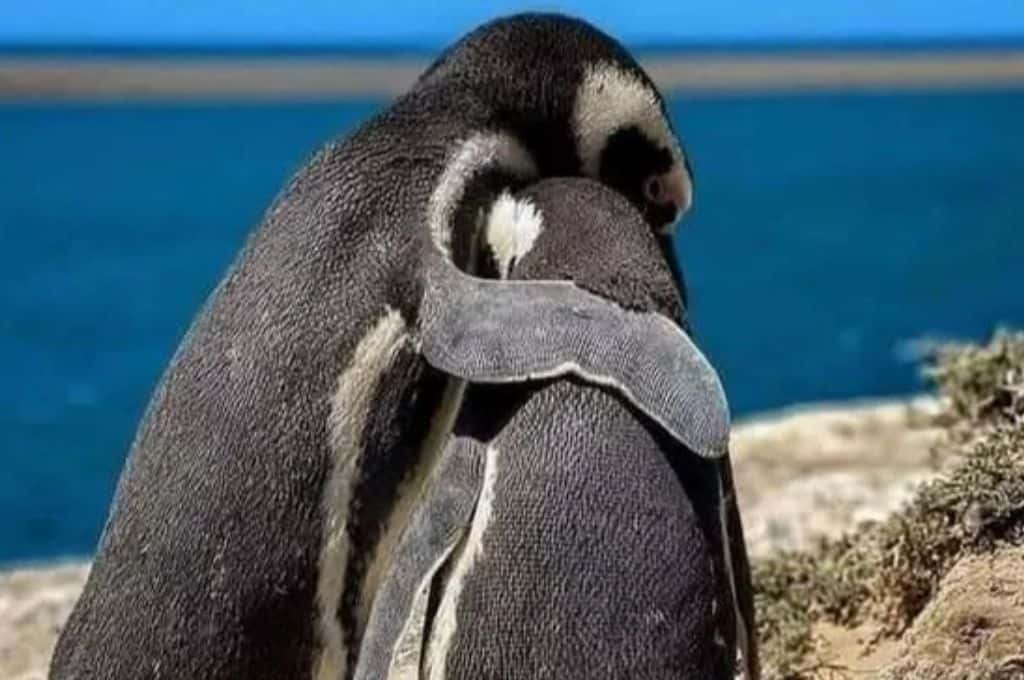 Chubut registró una muerte masiva de pingüinos por ola de calor