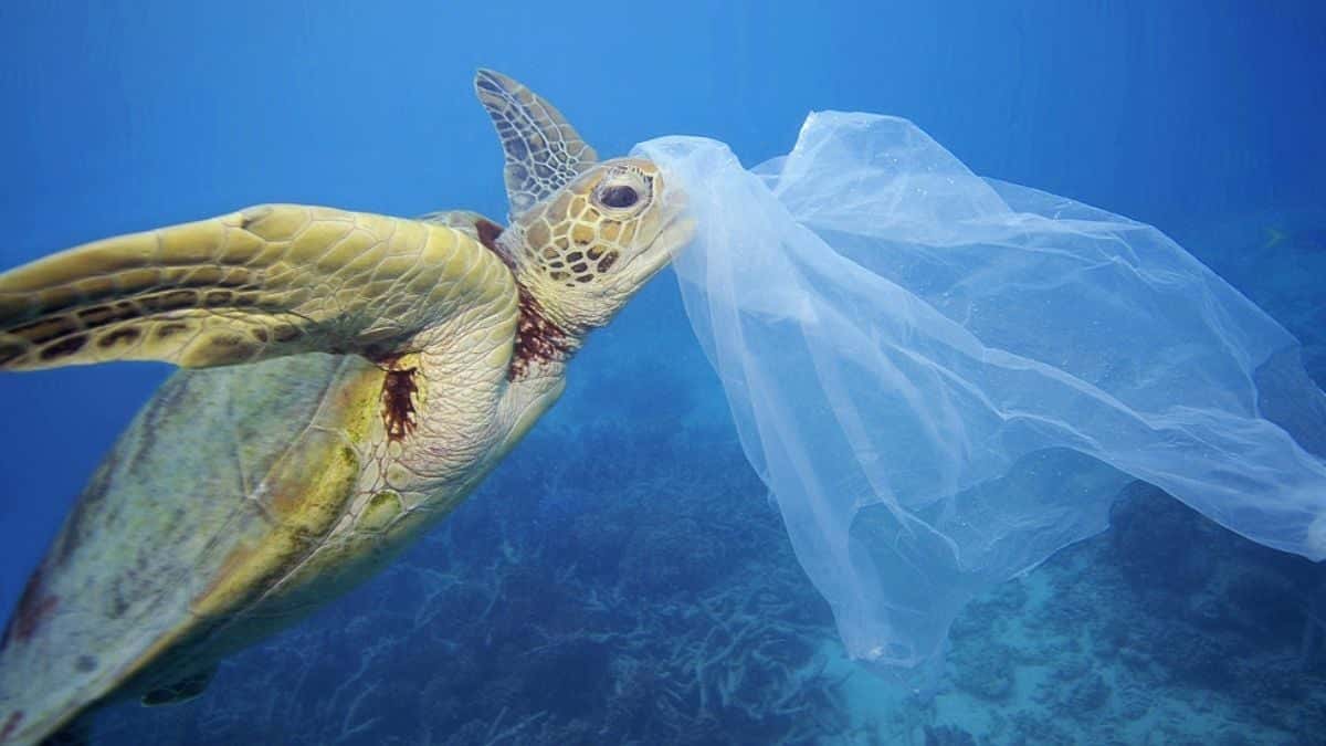 Desgarrador: hay más de 140 millones de toneladas de plásticos en ríos, océanos y lagos