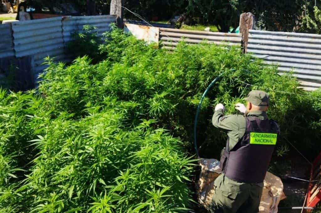 Allanamientos y decomiso de plantas de marihuana en Rufino