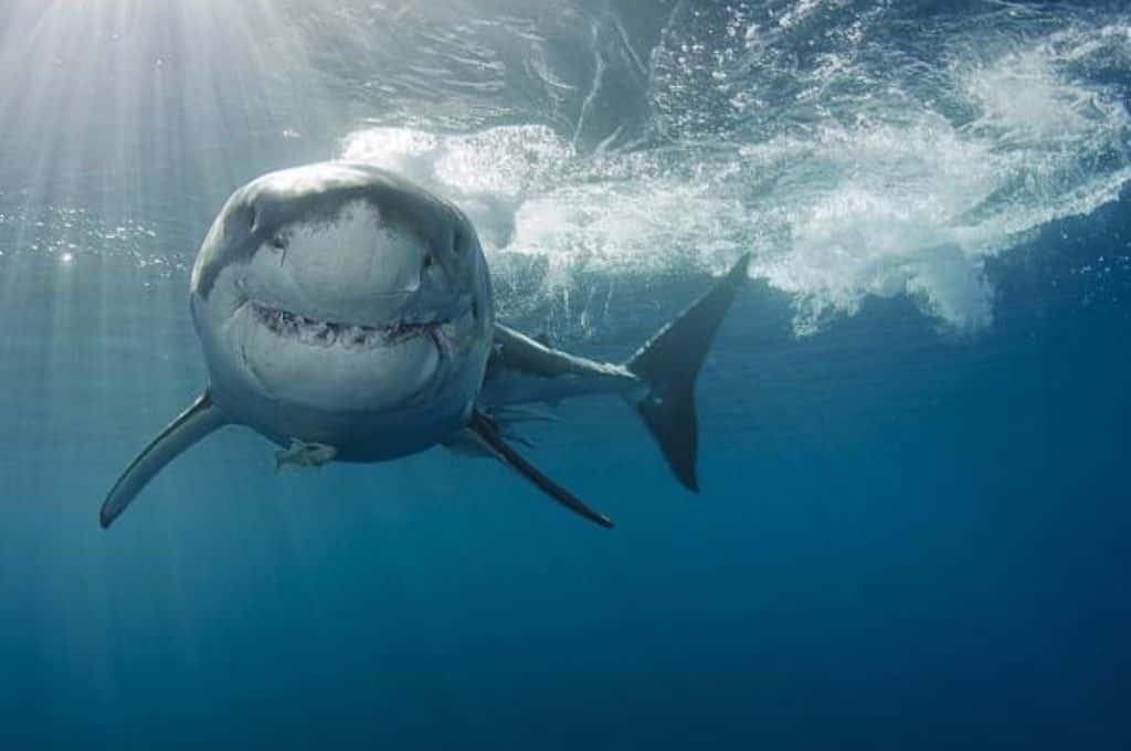 Conmoción en Australia: un bañista fue devorado por un tiburón blanco