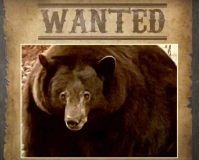 California: un oso de 220 kilos causa estragos y es buscado por las autoridades
