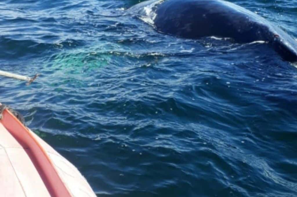 Liberan a una ballena atrapada en Ushuaia