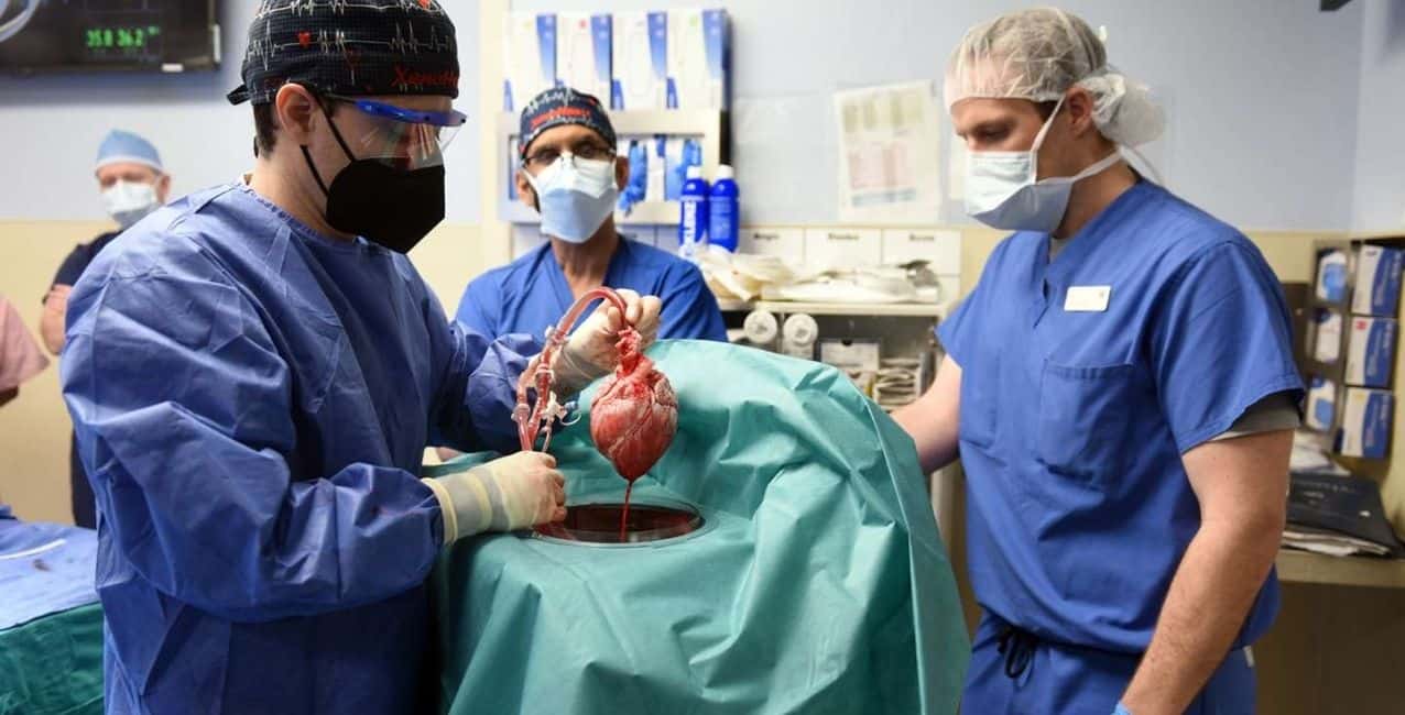Murió el hombre trasplantado con el corazón de cerdo modificado genéticamente