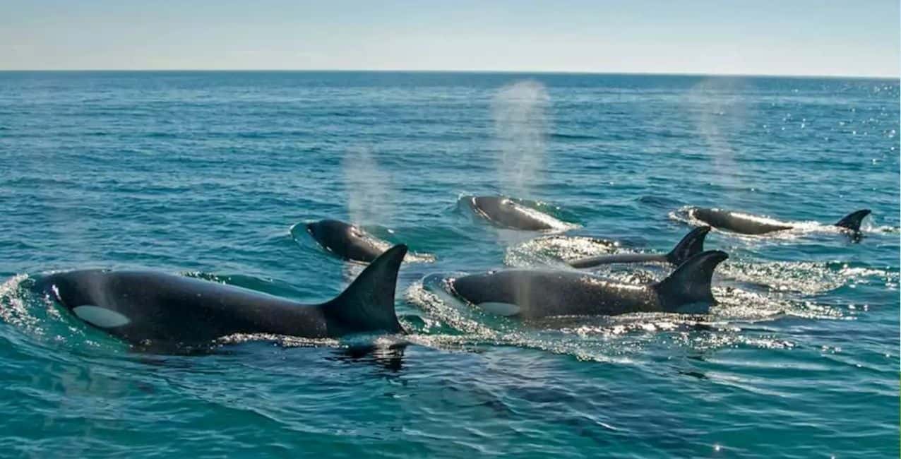 Las orcas a la vista de todos en Península Valdés