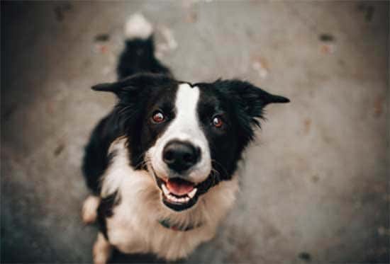 Reconquista: confirmaron un caso de leptospirosis en un perro