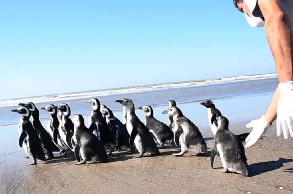 Emocionante: devuelven al mar a 18 pingüinos tras su rehabilitación