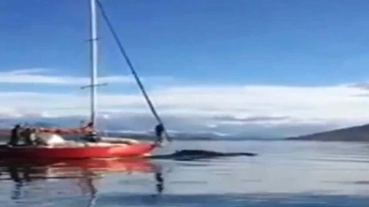 Identificaron el velero que embistió a una ballena en el Canal Beagle
