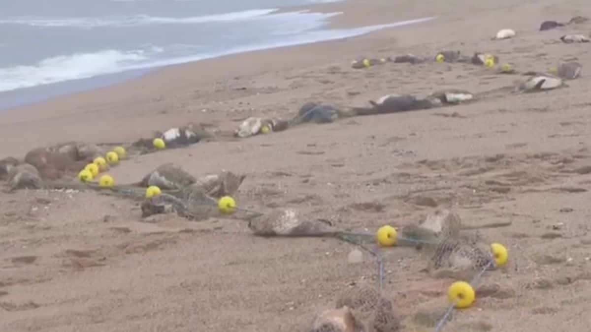 Video: hallaron una ballena y unos 35 pingüinos muertos en una playa de Uruguay