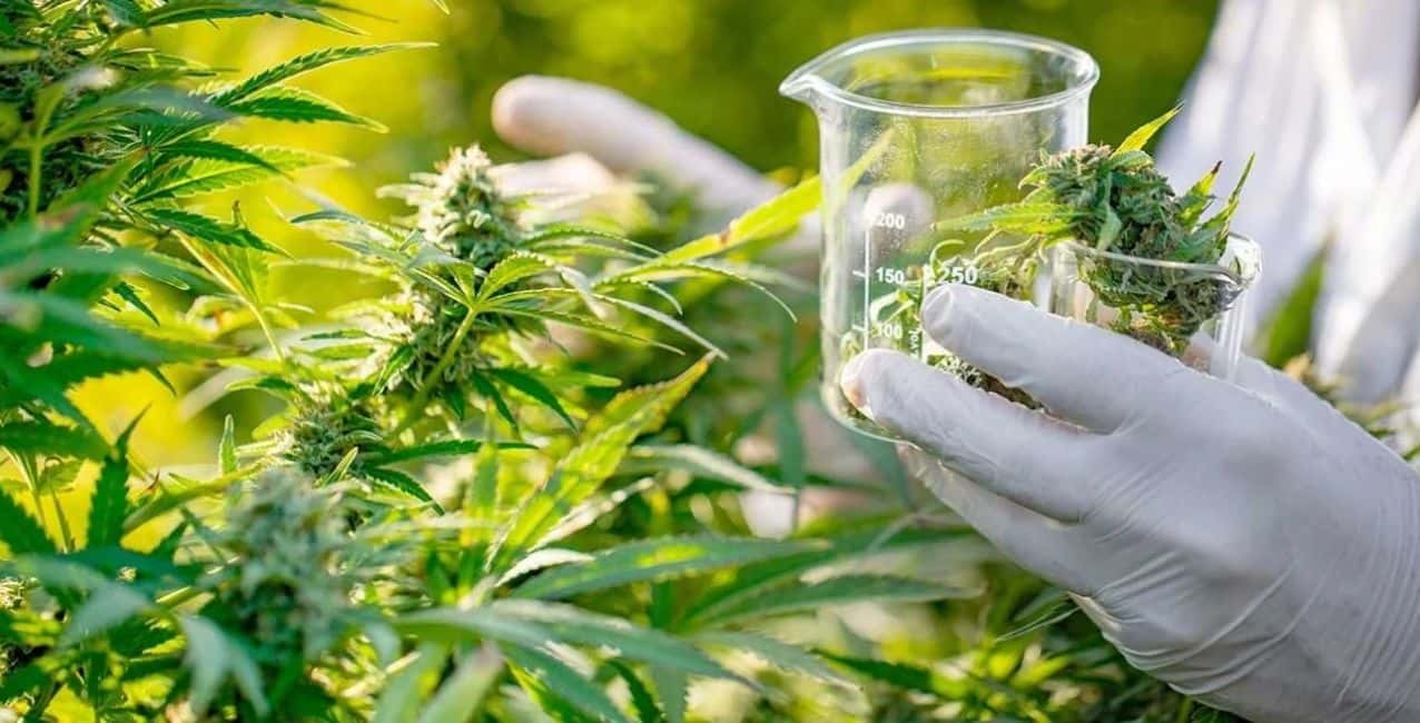 Santa Fe: comienza el cultivo experimental de cannabis medicinal en la provincia