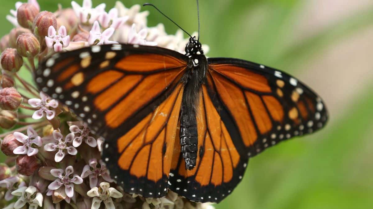 La mariposa monarca migratoria entró a la lista de animales en peligro de extinción