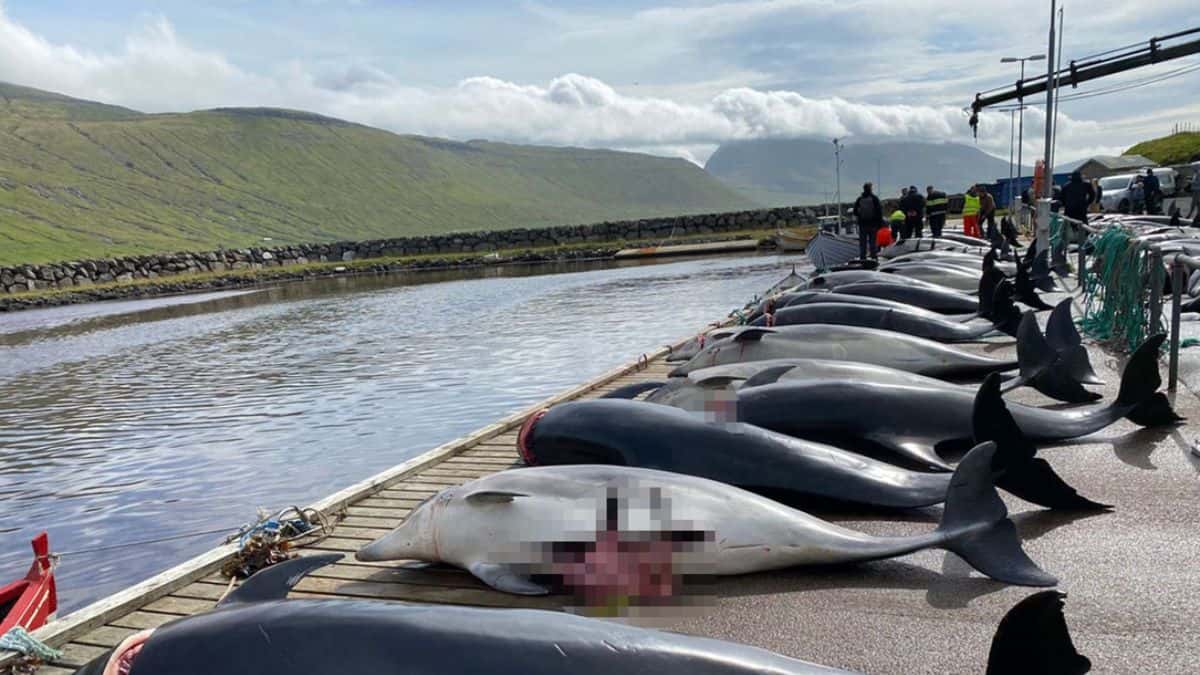 Masacre de delfines en Dinamarca: atacaron a más de 100 ejemplares con cuchillos
