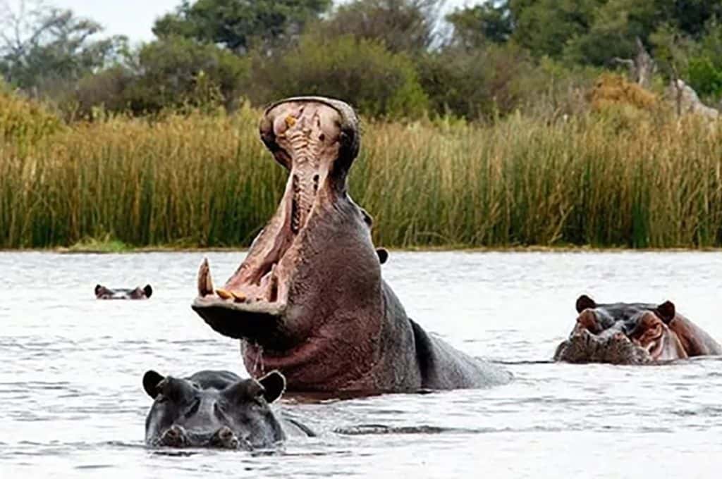 Un hipopótamo salvaje intentó tragarse a un niño de 2 años: se salvó de milagro