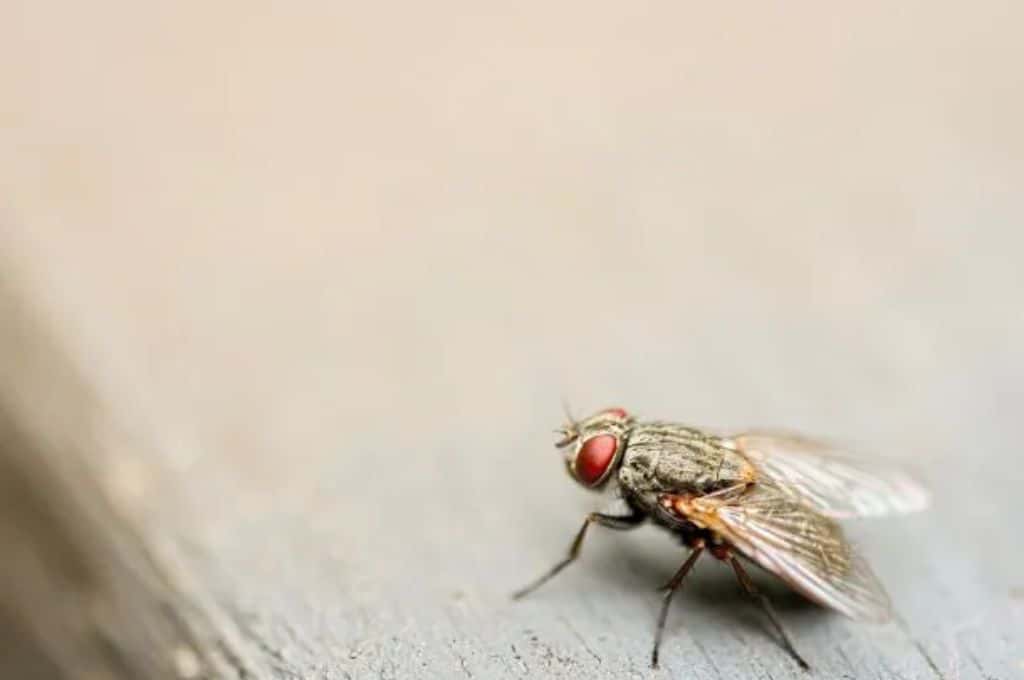 Llega el calor y aparecen las moscas: siete trucos para eliminarlas