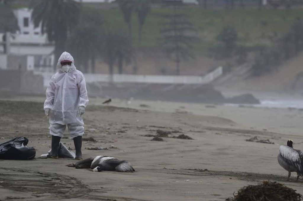 Alerta sanitaria en Perú: miles de pelícanos muertos en las playas por un brote de gripe aviar
