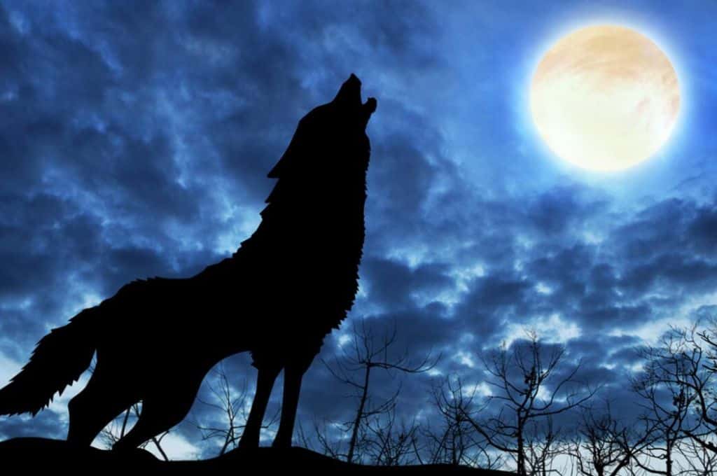 Llega la “Luna del Lobo”, primera luna llena del 2023: qué se debe hacer y que no