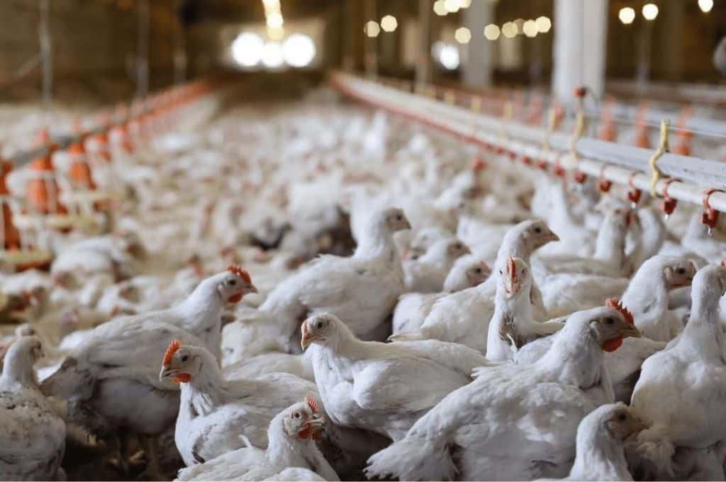 Se confirmó el primer caso de gripe aviar en niña de 9 años en Ecuador
