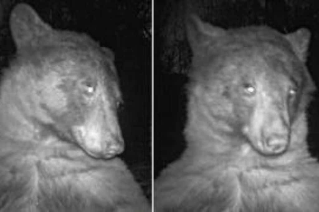 El oso “roba” corazones: descubrió una cámara y se tomó casi 400 selfies