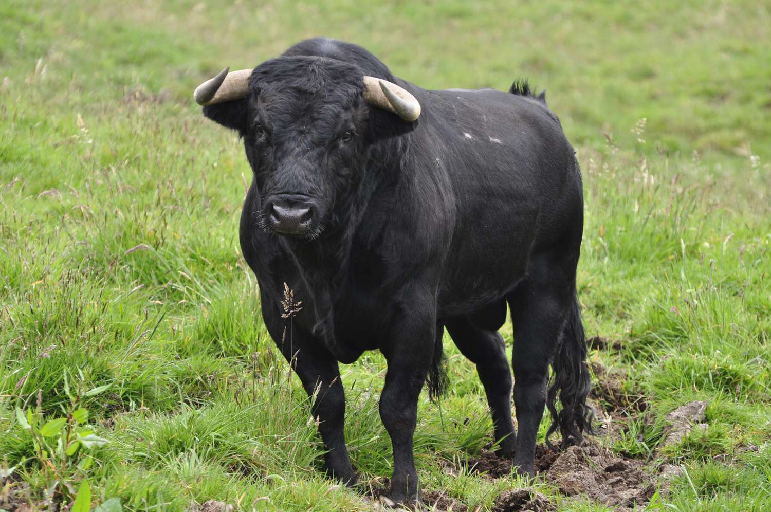 Formosa: un hombre murió tras ser atacado por su toro de 800 kilos