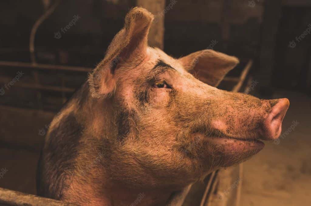 Un carnicero murió tras ser atacado por el cerdo al que iba a sacrificar