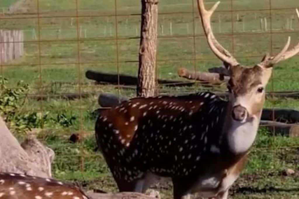Entre Ríos: un ciervo atacó a una pareja de jubilados, el hombre murió