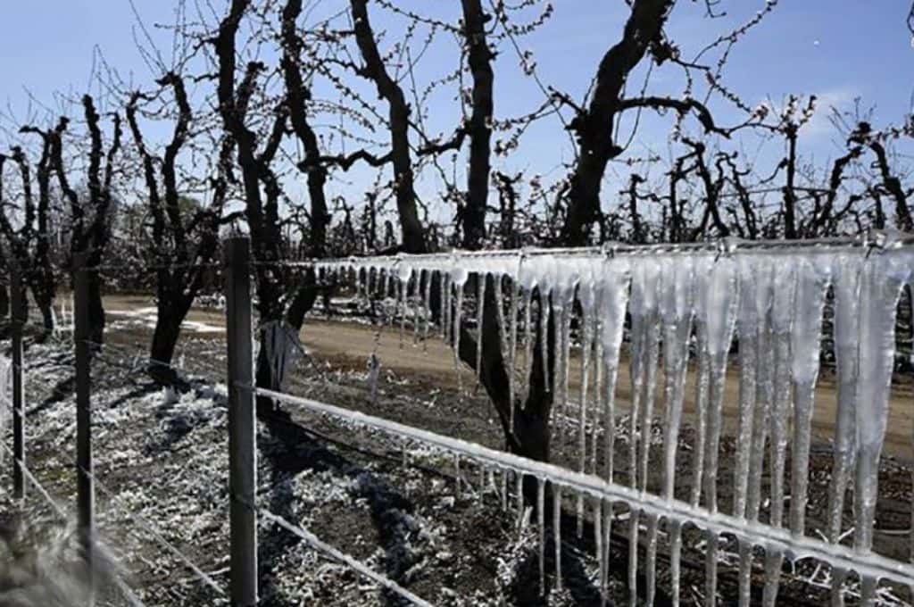 Por las heladas tardías, declaran el estado de emergencia agropecuaria en Mendoza