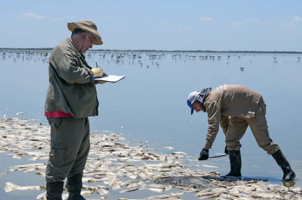 Laguna del Plata: la mortandad de peces es un fenómeno natural y no los retirarán del lugar